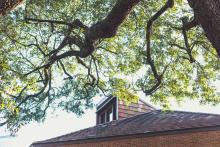 Tree Over Roof of Building on Tulane University's Campus - The Murphy Institute