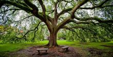 Photo of Large Tree with Benches Beneath - The Murphy Institute